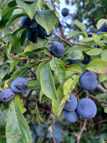 Sloes 1lb sloe - 1lb, berries