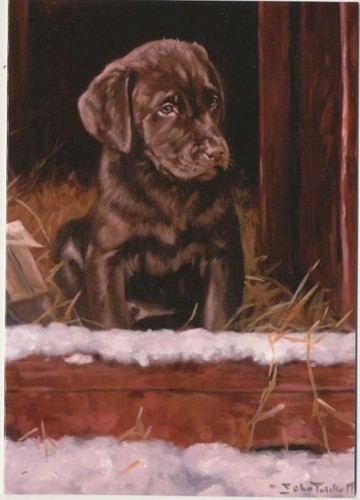Chocolate brown labrador - brown,