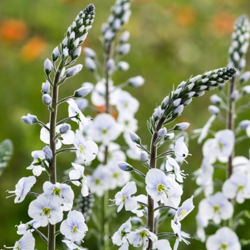 Veronica gentianoides