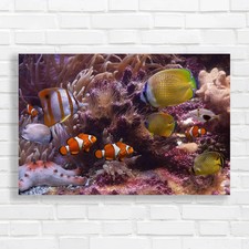 Tropical Clown Fish Exotic