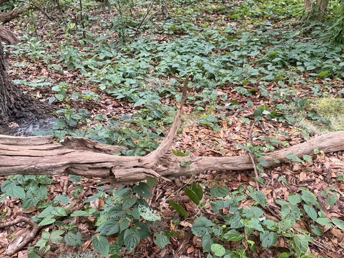 Large drift wood - large,