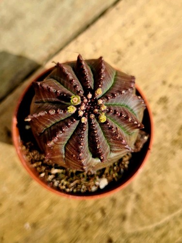 Euphorbia obesa the baseball - |,