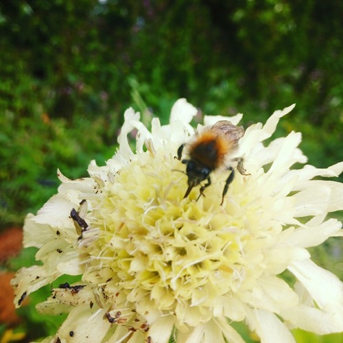 Cephalaria gigantea clotted - gigantea,
