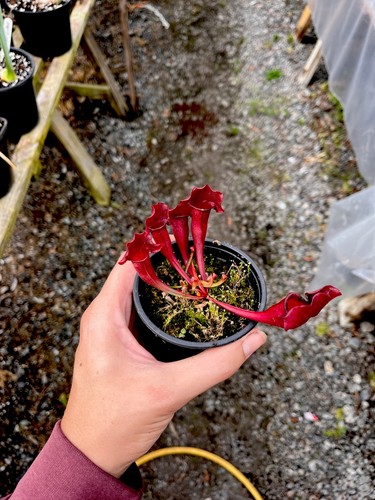 Sarracenia swaniana pitcher - x,