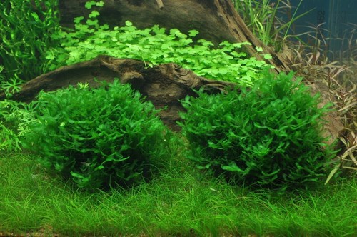 20g subwassertang pelia moss - subwassertang,