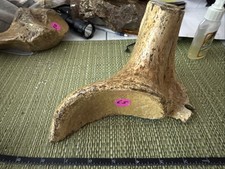 Fossilized Mammoth Bone From