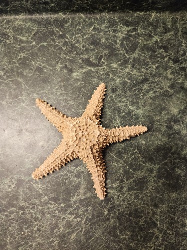 7in natural star fish - natural, dried