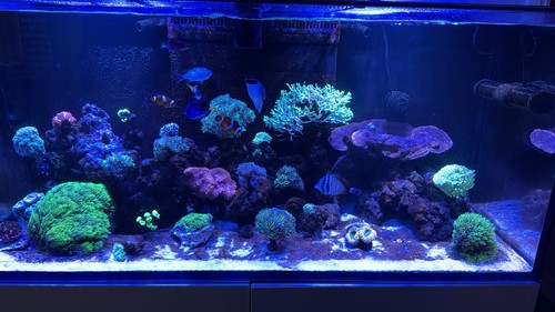 Red sea marine reef - sea,