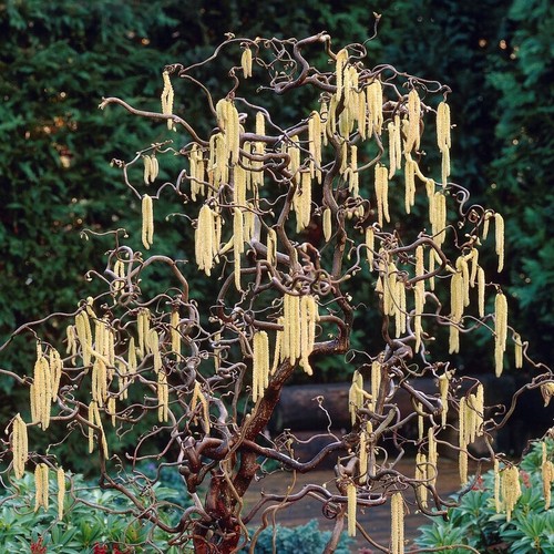 Corylus scooter 3l - –,