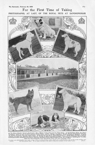 Dogs the royal pets - the,