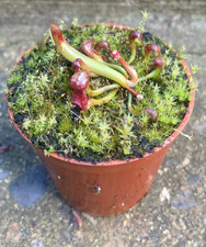 Darlingtonia californica -