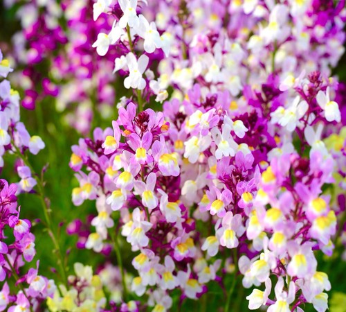 Mixed purple pink - mixed, white