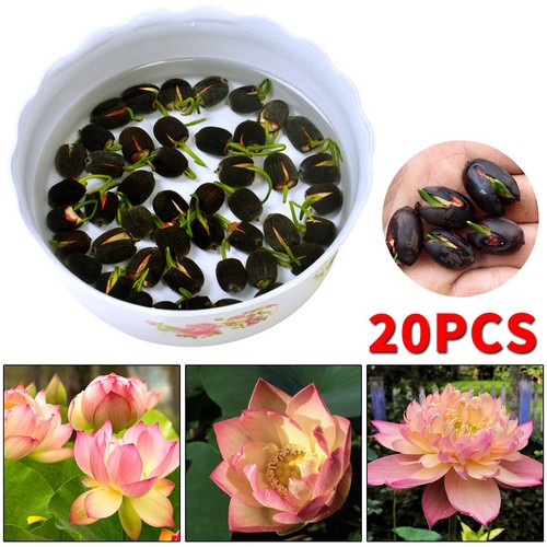 20pcs lotus seeds flower seed - 20pcs,