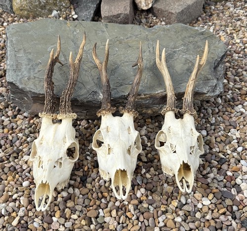Stunning taxidermy roe buck - stunning,