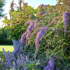 Buddleia Grand Cascade Plant in 9cm Pot - Hardy Butterfly Bush Easy Grow Shrub