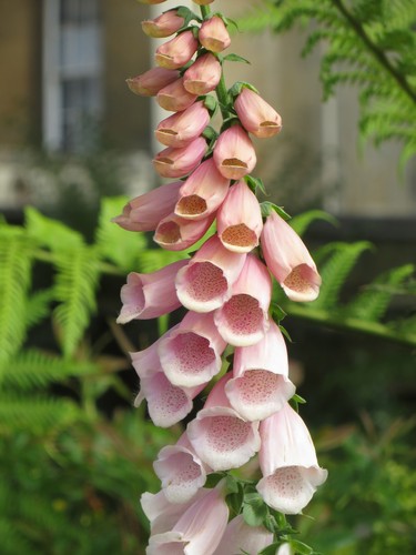 Apricot foxglove digitalis - foxglove,