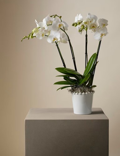 Kelly hoppen orchid in - kelly,