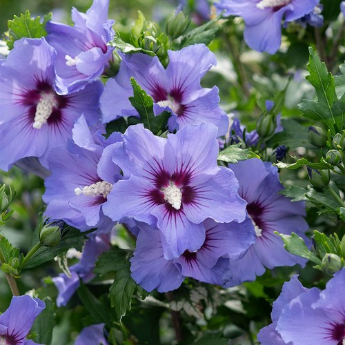 Rose sharon hibiscus - sharon, (hibiscus