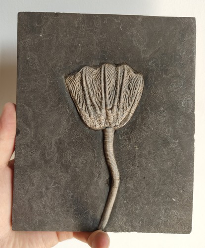 Authentic crinoid - authentic, (sea