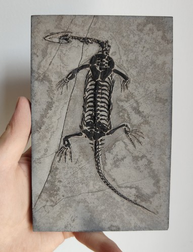 Keichousaurus skeleton fossil - keichousaurus,