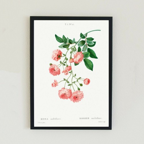 Rose botanical vintage - botanical,