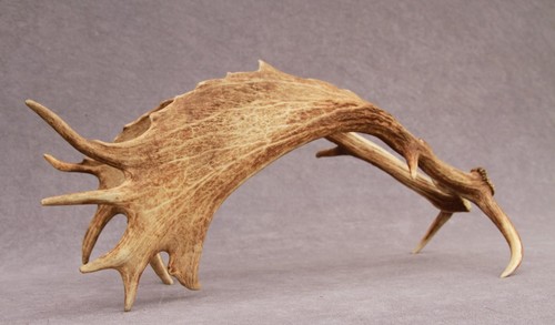 Naturally shed set - shed, fallow