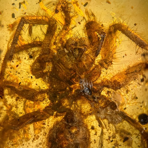 Big spider burmese - big,