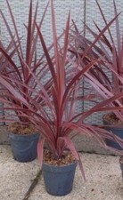 2 x Cordyline 'Red Star' 1L