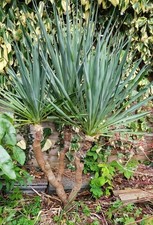 Yucca Rostrata, Evergreen