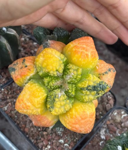 Live house plant ariocarpus - plant,