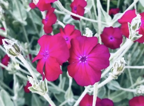 Rose campion lychnis coronaria - rose,