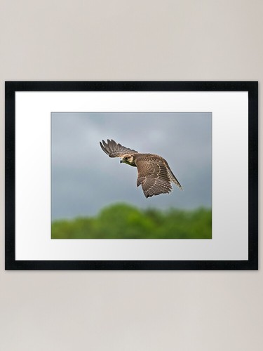 Lanner falcon flight framed - in,