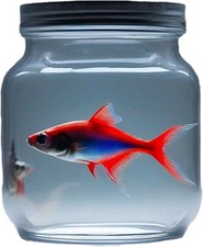 Neon Tetras fish This Is A