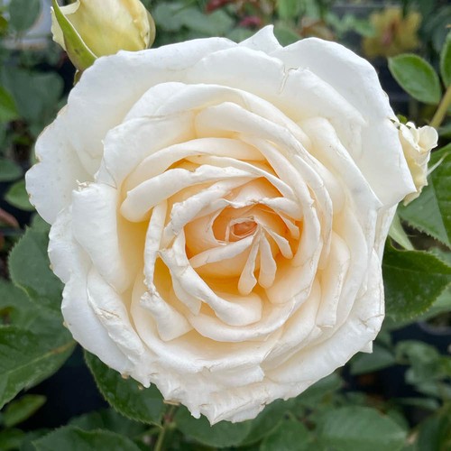 Rose lisa - 'lisa's, '