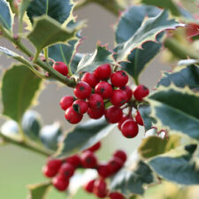 T&M Holly Tree Argentea