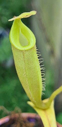 Nepenthes talangensis - nepenthes,