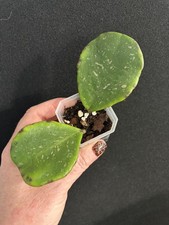 Hoya Obovata Amelia rooted