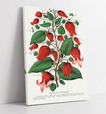 RED FLOWER, CLEMATIS COCCINEA