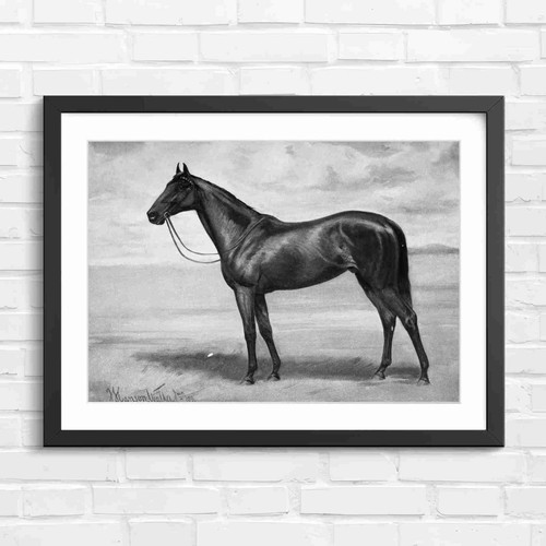 Classic brown horse portrait - classic,