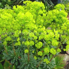 Euphorbia  amygdaloides