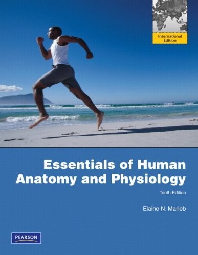 Essentials human anatomy - of,