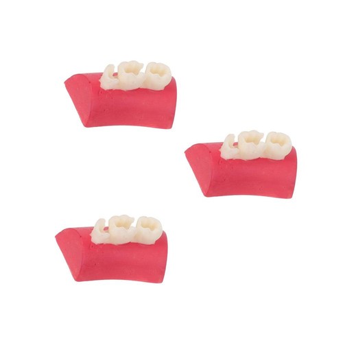 3pcs clear anatomy model - 3pcs,