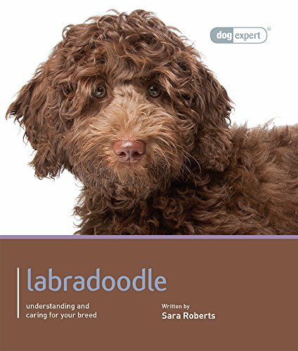 Labradoodle dog expert by - -,