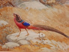 HARRY FIELDHOUSE (British), RARE, Fabulous "Golden Pheasant (Cock)", Signed 1924