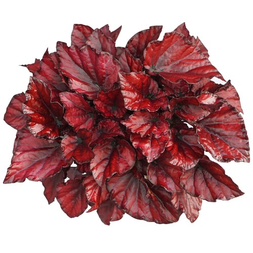 Begonia rex red bull - rex, |