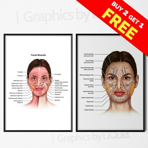 Face anatomy veins - anatomy, muscles