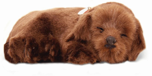 Chocolate labrador precious - labrador,