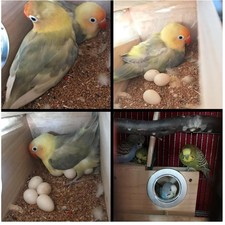Wood parakeet nesting box - box,