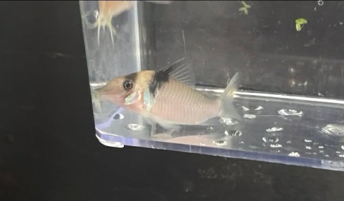 Corydoras virginiae - virginiae,