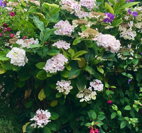 Hydrangea teller white - 'teller, white'